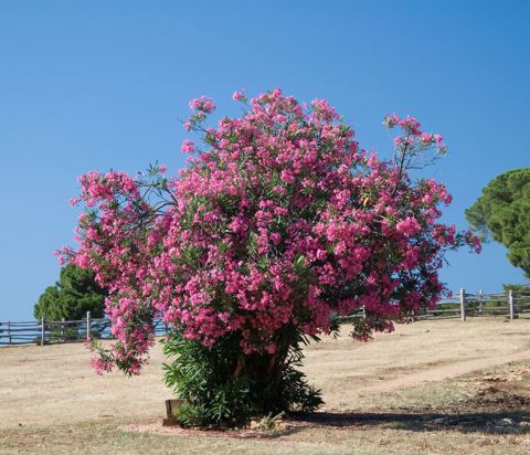 Oleandr dekorativ həmişəyaşıl kollar. Oleandr (Nerium oleander) — Bakı