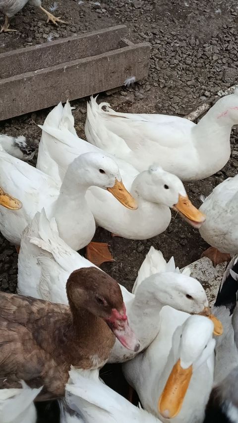 Ağ ördəklər – yetişdirmə və yumurta istehsalı üçün - Cins: Pekin — Xırdalan