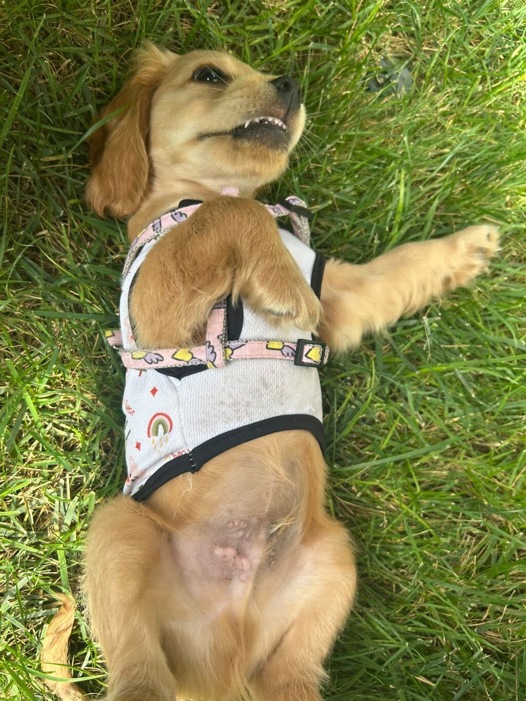 Labrador-retriver, 2 ay, Erkək — Köpəklər, Bakı (3)