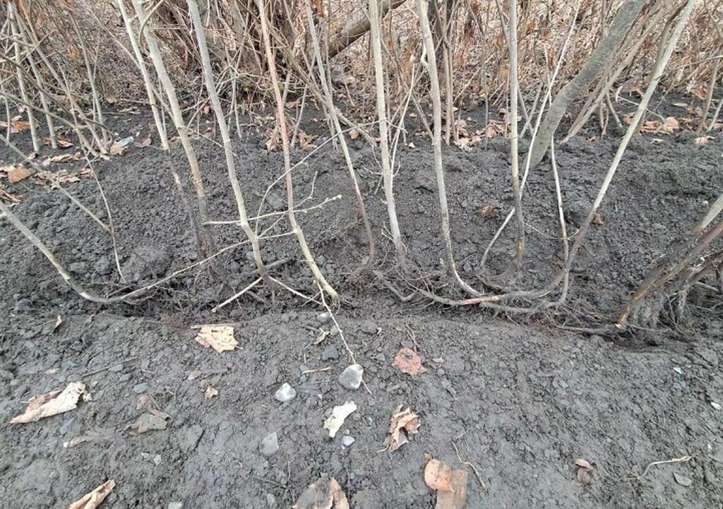 Fındıq tingləri – köklü, açıq köklə - Bitki: Fındıq kolu (Corylus — Ağaclar və fidan, Qax (4)