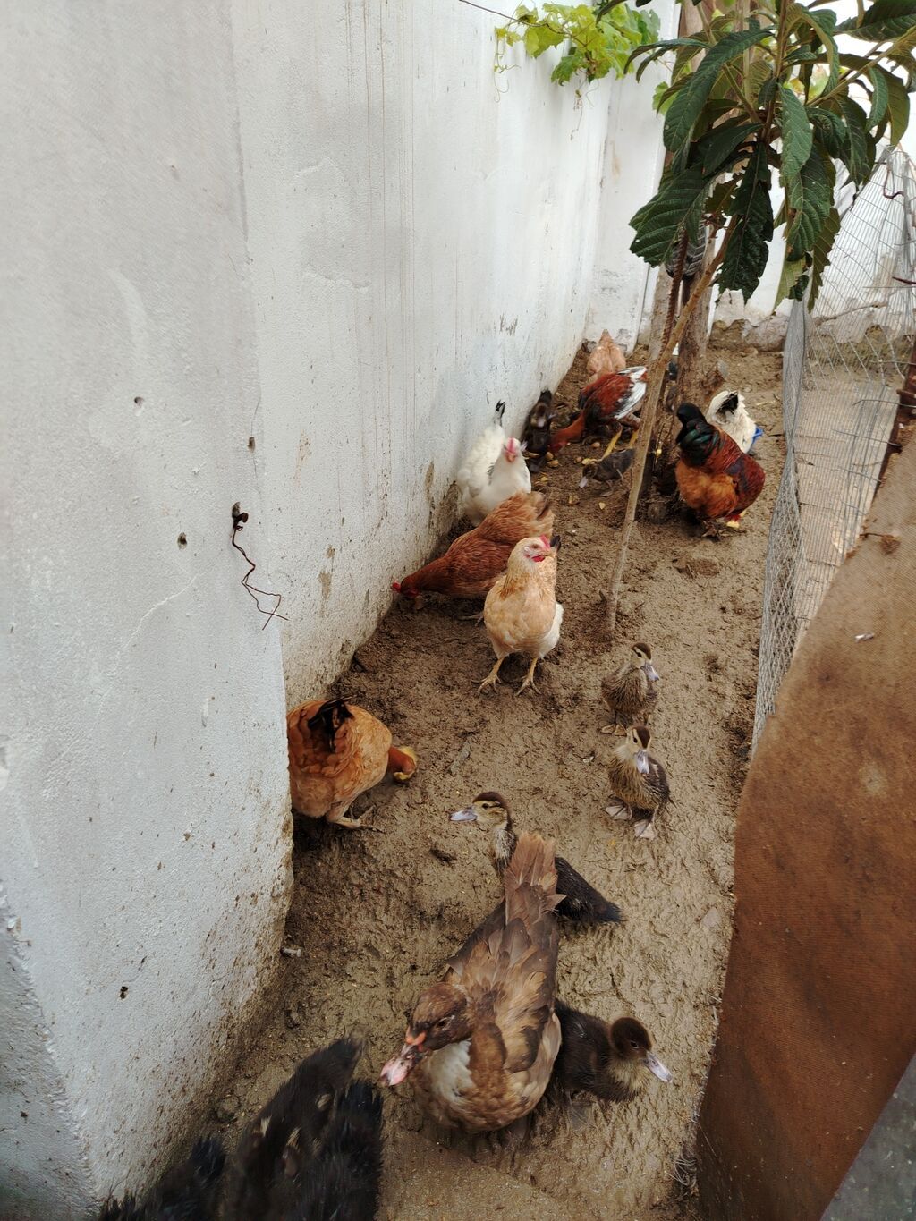 Toyuq, Yumurtalıq — Toyuq və xoruz, Xırdalan (8)