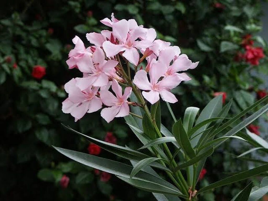 Oleandr dekorativ həmişəyaşıl kollar. Oleandr (Nerium oleander) — Vaazalar, kreslolar, süni çiçəklər, Bakı (2)