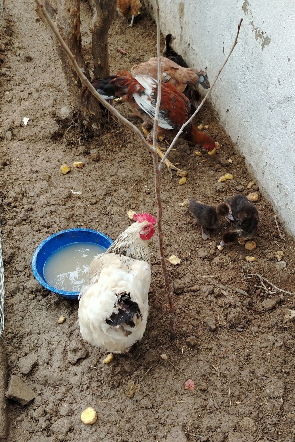 Toyuq, Yumurtalıq — Toyuq və xoruz, Xırdalan (2)