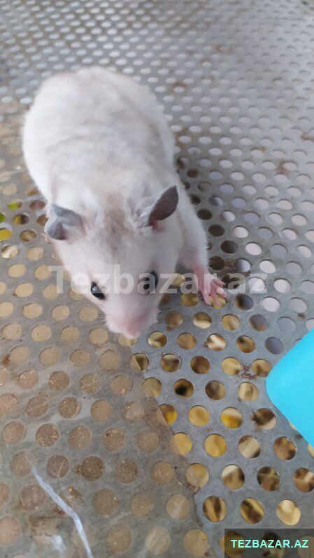 Xamyaklar. Hamster — Digər heyvanlar, Xırdalan (3)