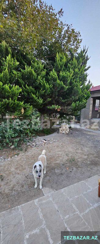 Buzonada həyət evi satılır — Ev, villa, Bakı (8)