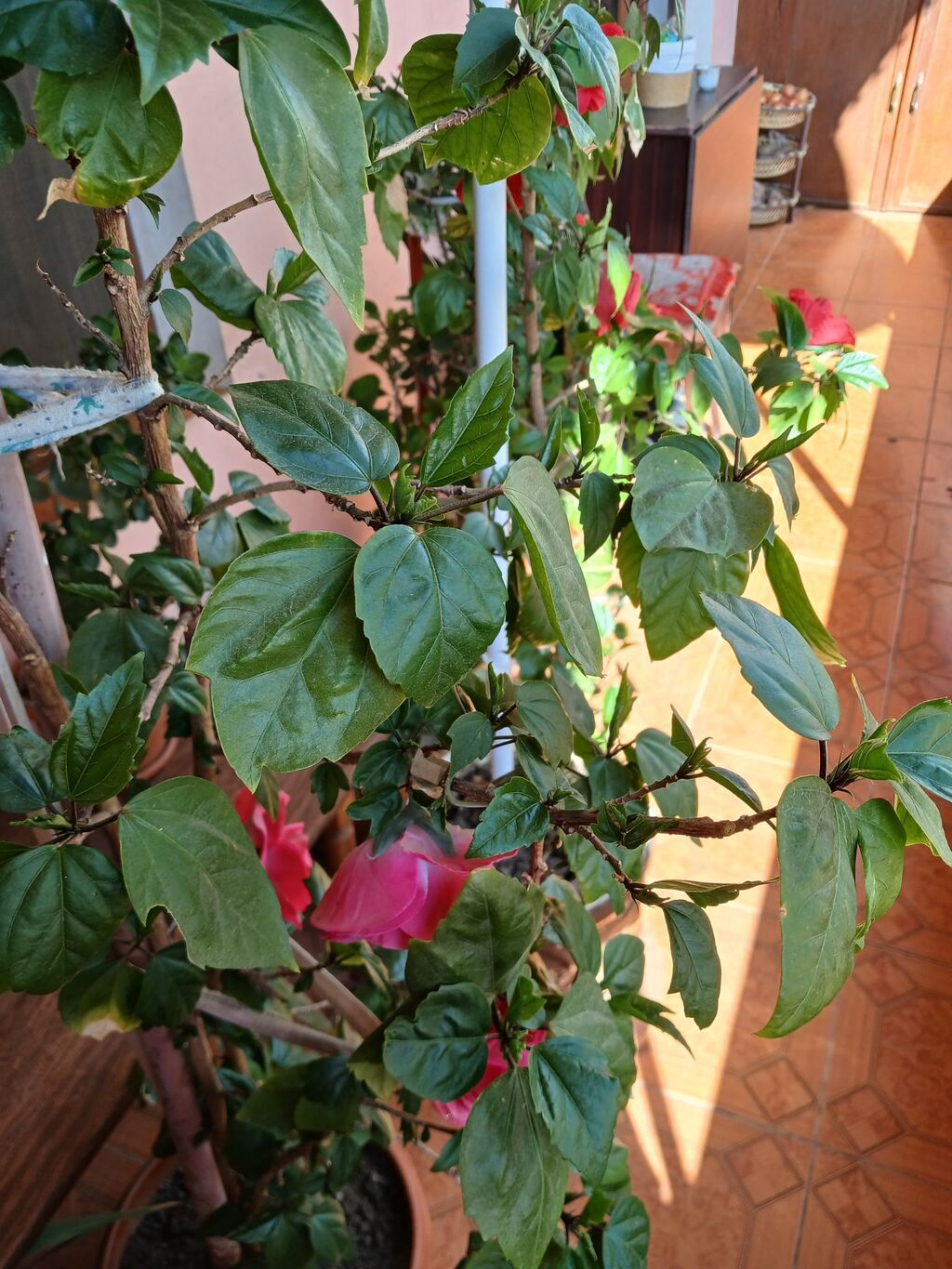 Qırmızı çiçəkli hibiskus (Çin qızılgülü) – iri, parlaq yaşıl yarpaqlı — Qapı bitkələri, Bakı (2)
