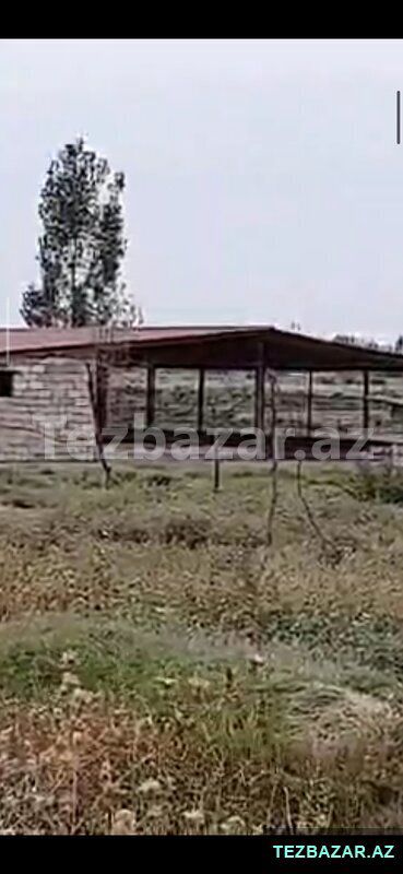 Saatlı ra-da kirayədə olan 110 ha ferma satılır — Mənzil, Saatlı (2)