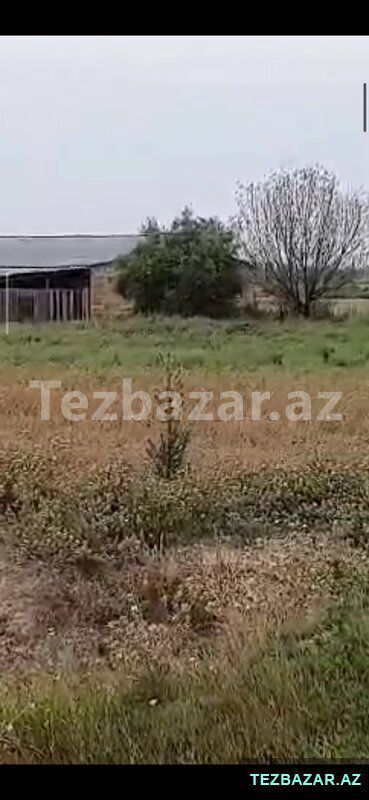 Saatlı ra-da kirayədə olan 110 ha ferma satılır — Mənzil, Saatlı (4)
