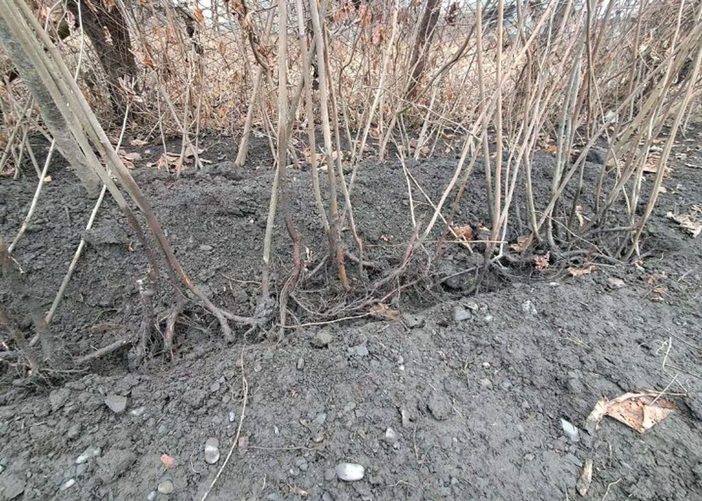 Fındıq tingləri – köklü, açıq köklə - Bitki: Fındıq kolu (Corylus — Ağaclar və fidan, Qax (5)