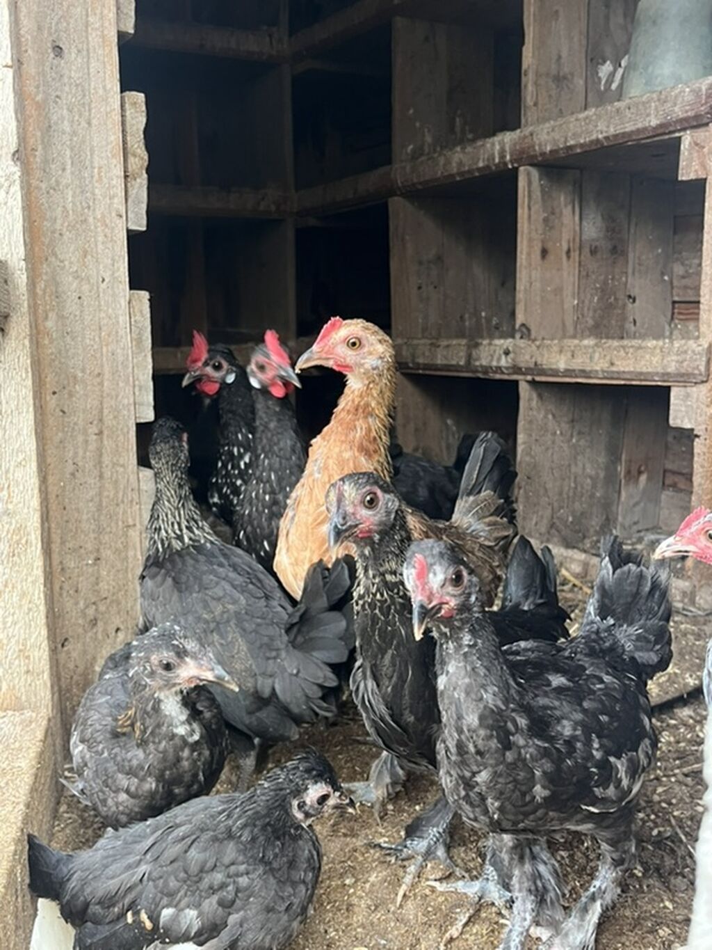 Cürbəcür Rəngdə Yaponkalar Məhsul: Yerli toyuqlar və cücələr Cürbəcür — Toyuq və xoruz, Digah