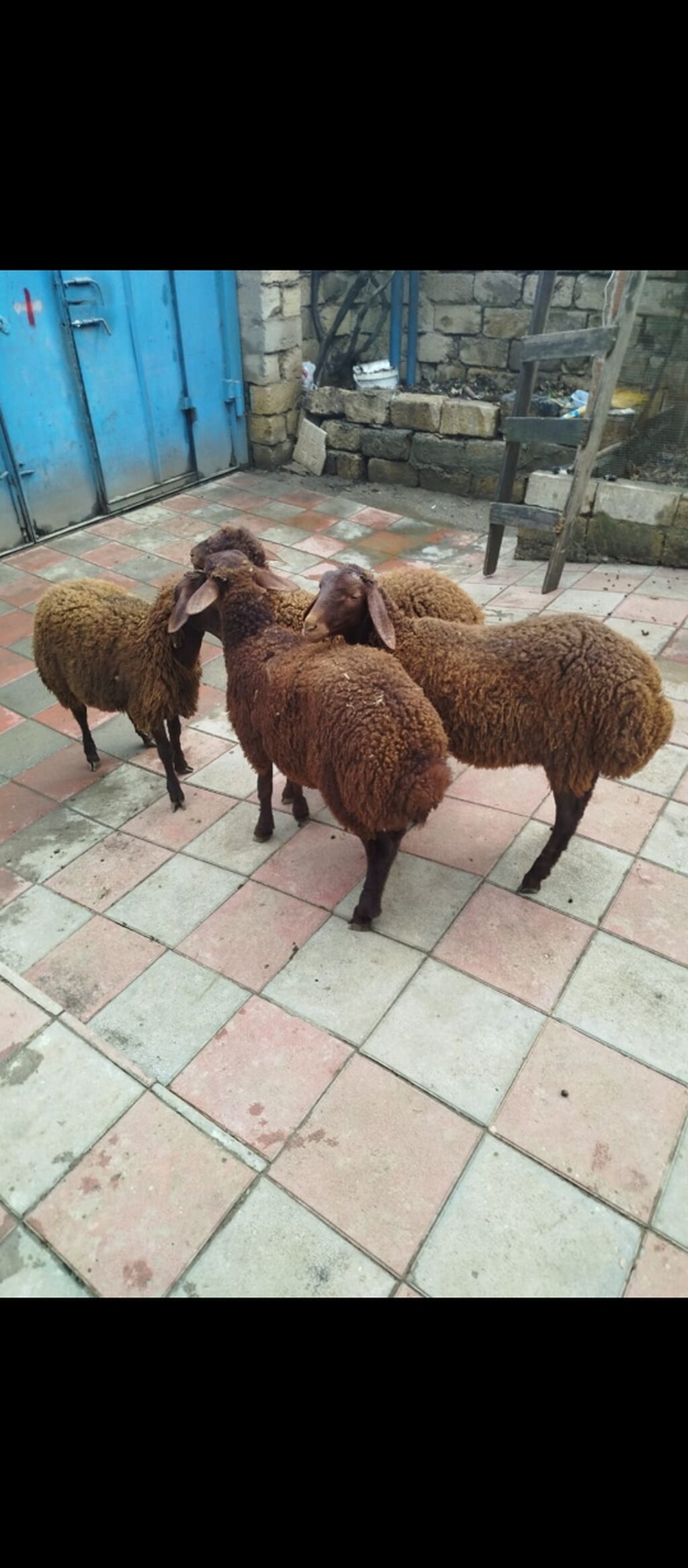 4 erkek quzu satılır, qiyməti 355 manat sağlam yeyimcil heyvanlardır — Kənd təsərrüfatı heyvanları, Digah (2)