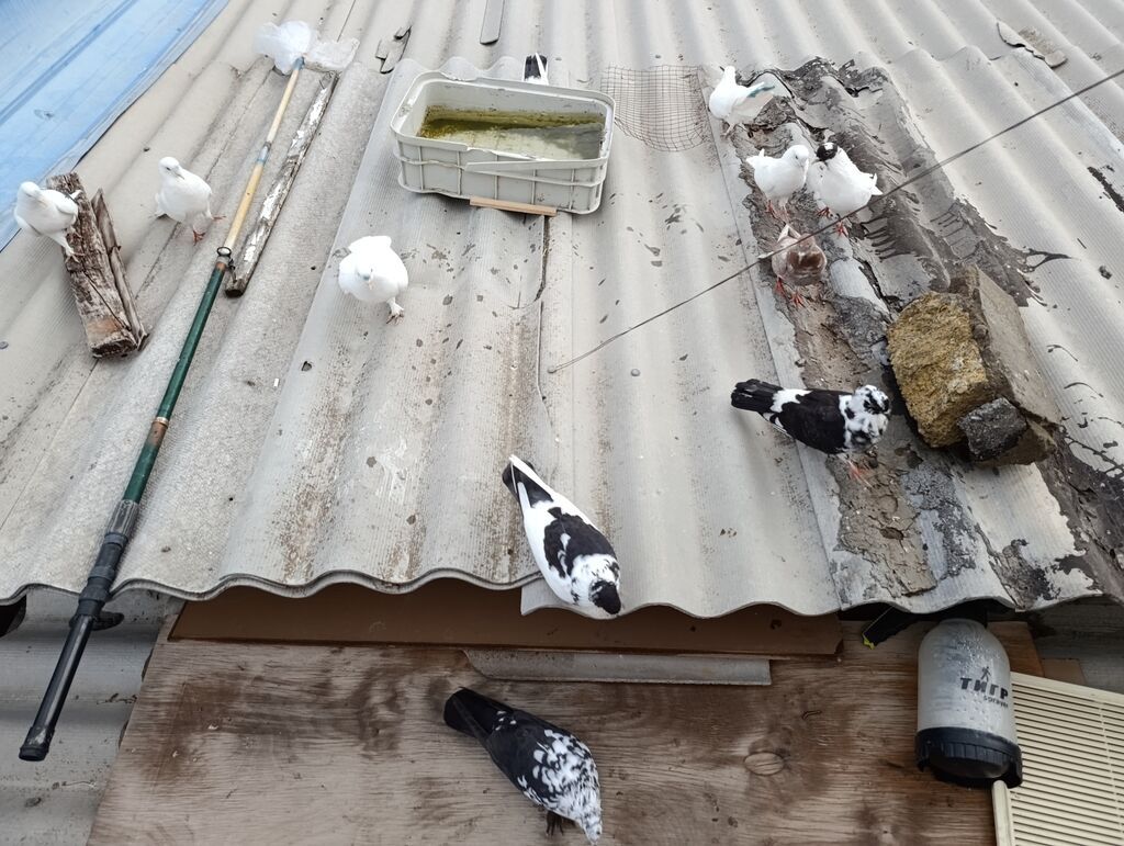 Salam Goyercinler optom satilir 1 eded 6 Azn tek tek qiymetler ferqli — Göyərçin, Masazır (4)