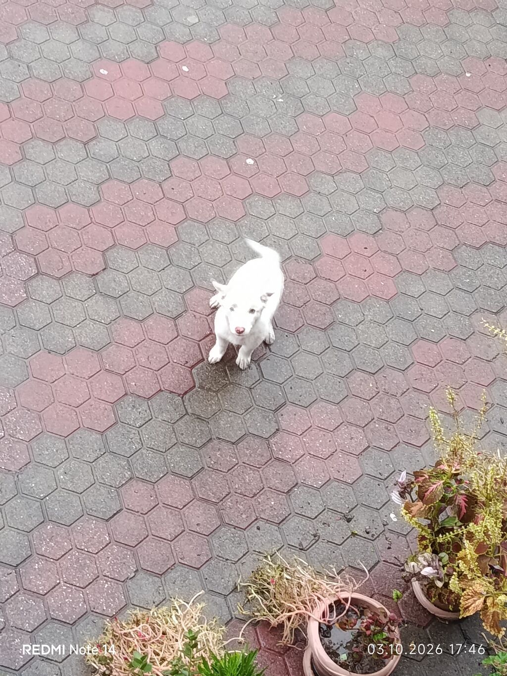 2 ay, Erkək, Cütləşmə üçün, Ünvandan götürmə — Köpəklər, Bakı (2)