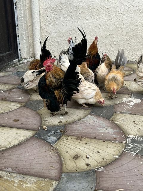 Toyuq, Damazlıq — Masazır