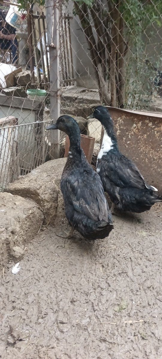 Toyuqlar — Kənd təsərrüfatı heyvanları, Bakı (7)