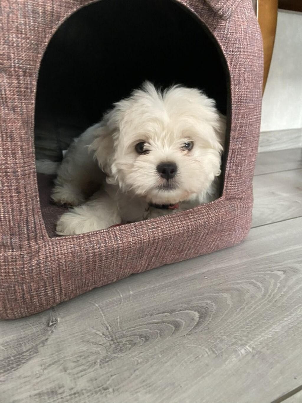 Maltipu (Malti-poo) balası – ağ rəngli, fızıltılı tüklü, kiçik ölçülü — Köpəklər, Zaqatala (5)
