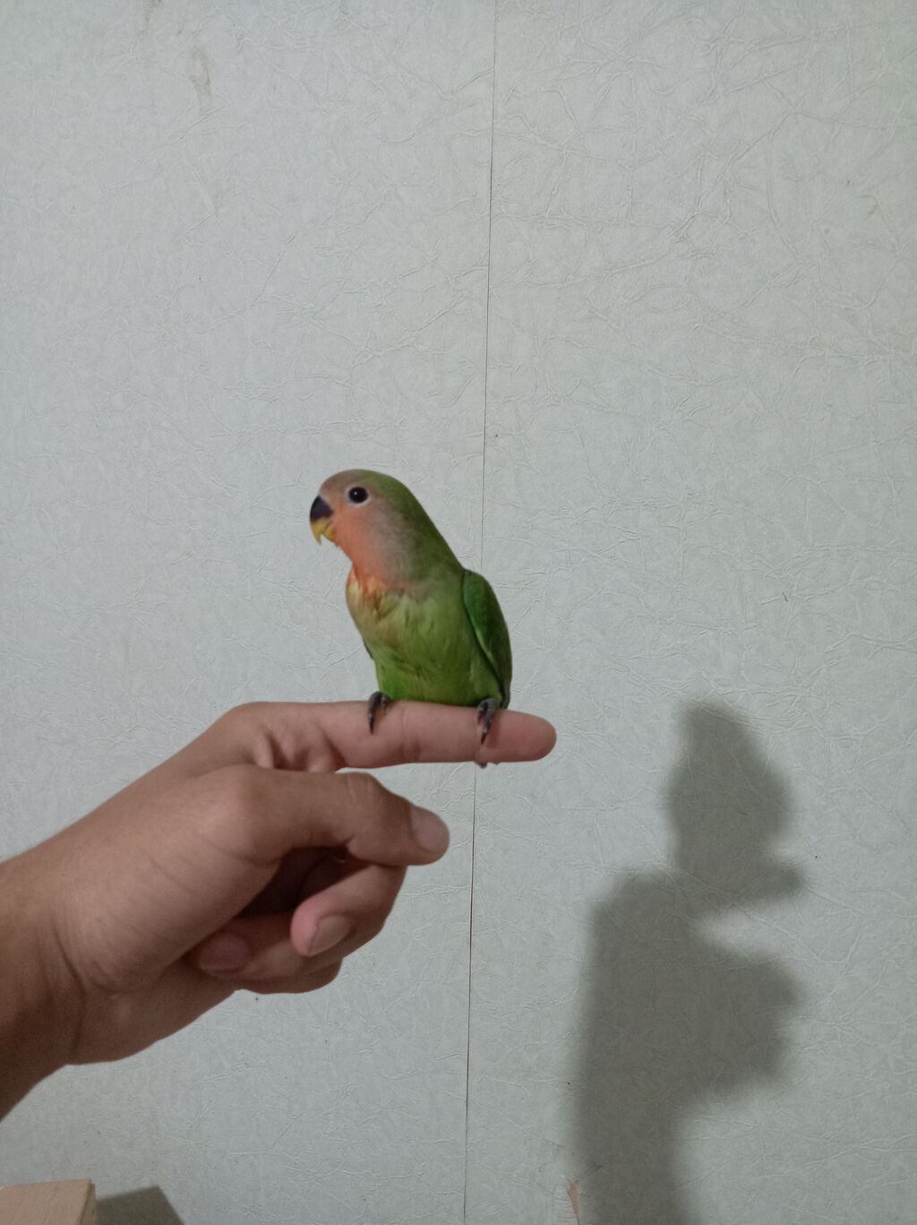 Sevimli “lovebird” (agapornis) papuqayları - Növ: Agapornis — Tutyun papağayı, Sumqayıt (5)
