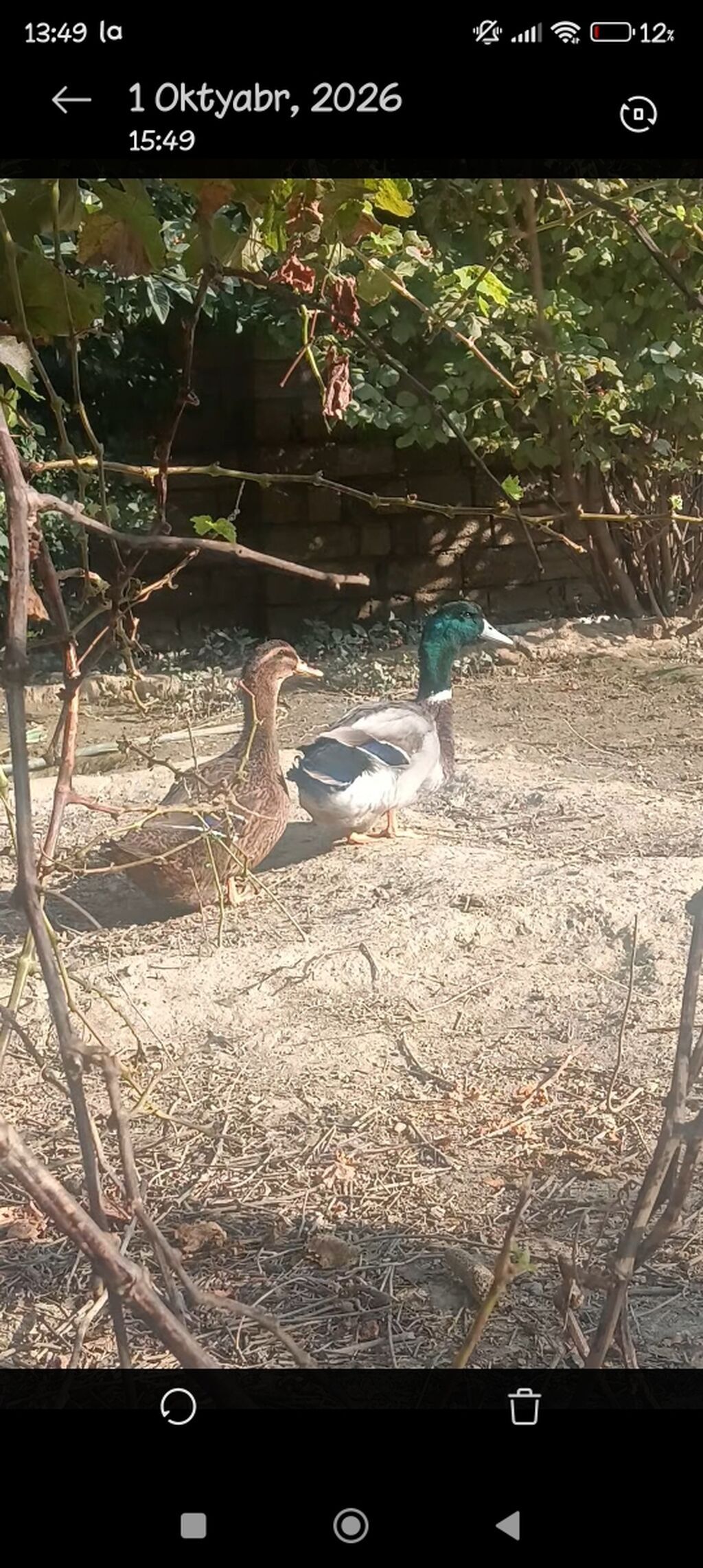 Məhsul: Ev quşu – ördək cütü Orginal Ryan Ördəyi. 7aylıqdı. Real — Digərləri, Digah (3)