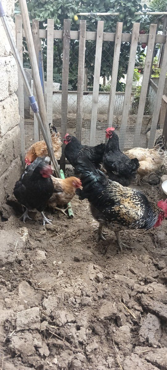Toyuqlar — Kənd təsərrüfatı heyvanları, Bakı (4)
