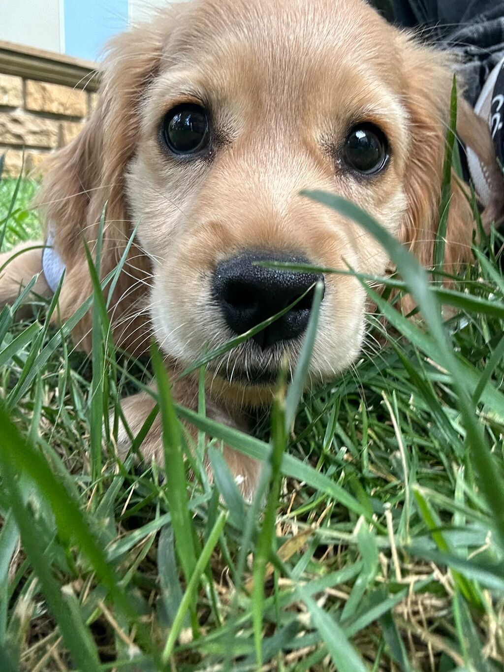 Labrador-retriver, 2 ay, Erkək — Köpəklər, Bakı (5)