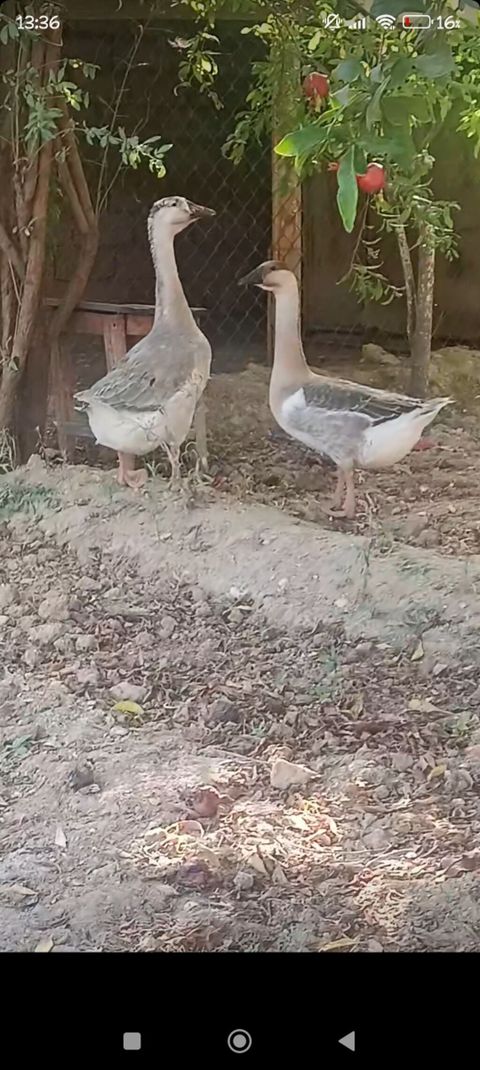 Erkək, Xolmogor, Damazlıq, Pulsuz çatdırılma — Digah