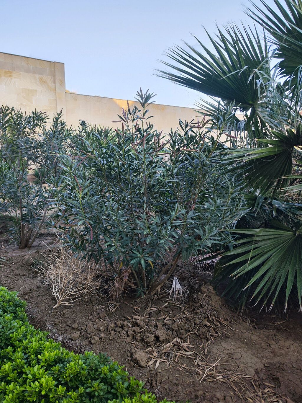 Oleandr dekorativ həmişəyaşıl kollar. Oleandr (Nerium oleander) — Vaazalar, kreslolar, süni çiçəklər, Bakı (9)