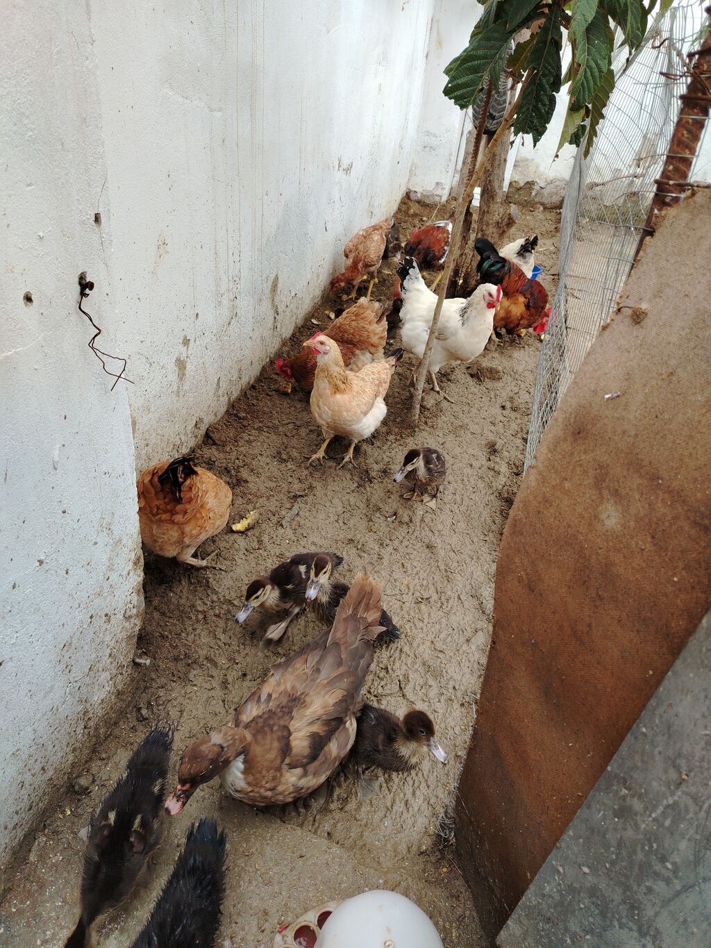 Toyuq, Yumurtalıq — Toyuq və xoruz, Xırdalan (3)