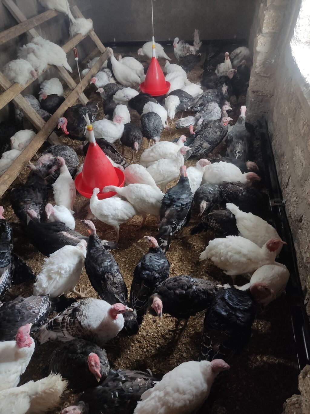 Hinduş satılır amerkan bronz kilosu 15mnat gimetde razlasmak ola — Digərləri, Bakı (4)
