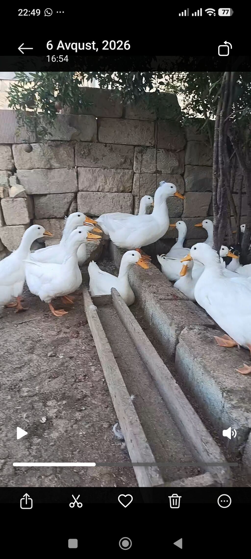 Ağ ördəklər – yetişdirmə və yumurta istehsalı üçün - Cins: Pekin — Digərləri, Xırdalan (3)