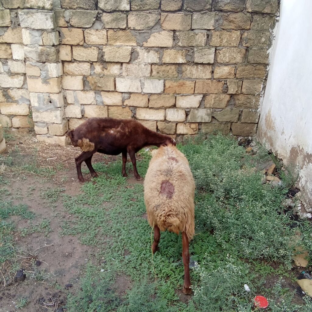 Boğaz qoyunlar cütü 400 manata real alıcıya endirim olacaq 4 qarın — Kənd təsərrüfatı heyvanları, Xırdalan (10)