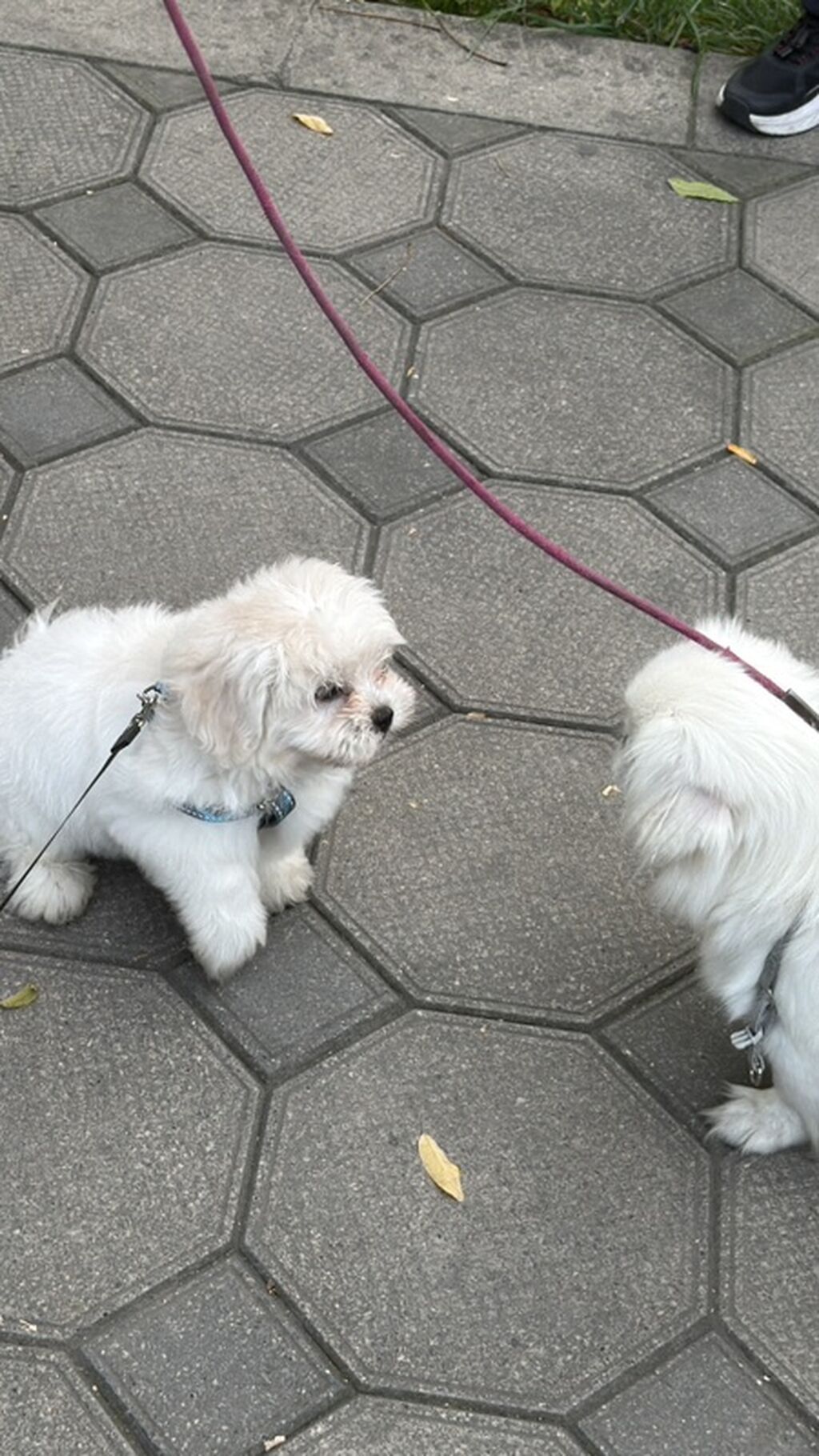 Maltipu (Malti-poo) balası – ağ rəngli, fızıltılı tüklü, kiçik ölçülü — Köpəklər, Zaqatala (2)