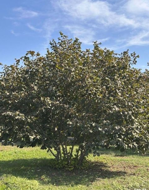 Fındıq tingləri – köklü, açıq köklə - Bitki: Fındıq kolu (Corylus — Qax