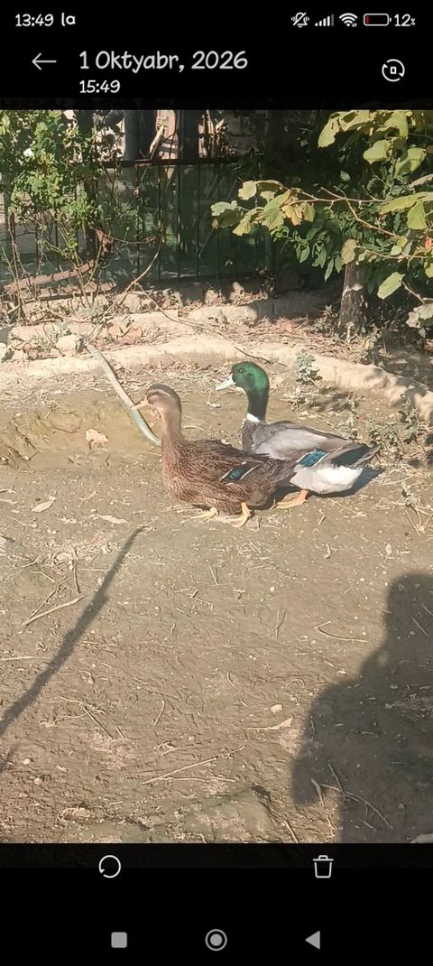 Məhsul: Ev quşu – ördək cütü Orginal Ryan Ördəyi. 7aylıqdı. Real — Digah