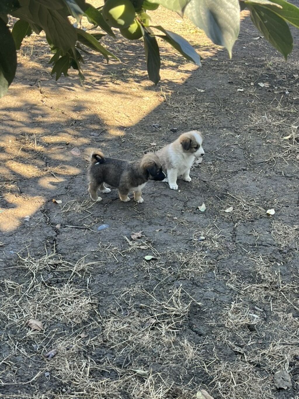 2 ay, Peyvəndli — Köpəklər, Xaçmaz (3)