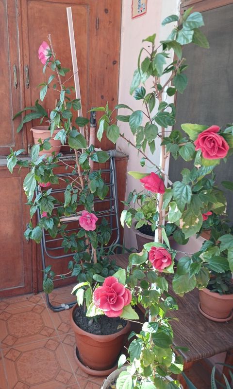 Qırmızı çiçəkli hibiskus (Çin qızılgülü) – iri, parlaq yaşıl yarpaqlı — Bakı