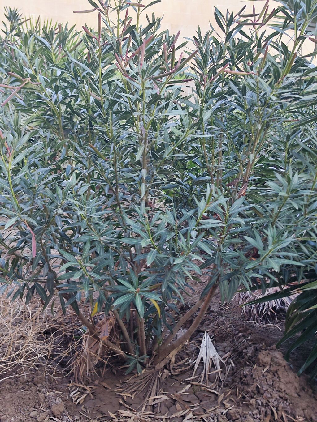 Oleandr dekorativ həmişəyaşıl kollar. Oleandr (Nerium oleander) — Vaazalar, kreslolar, süni çiçəklər, Bakı (10)
