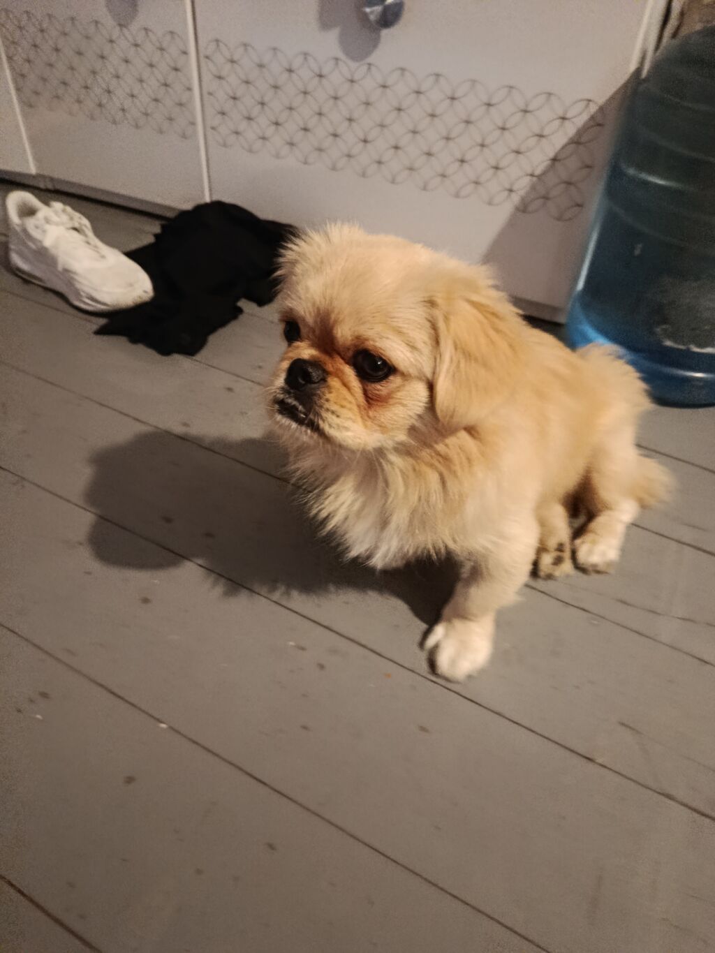 Pekines, 6 ay, Erkək, Peyvəndli, Ödənişli çatdırılma — Köpəklər, Bakı (2)