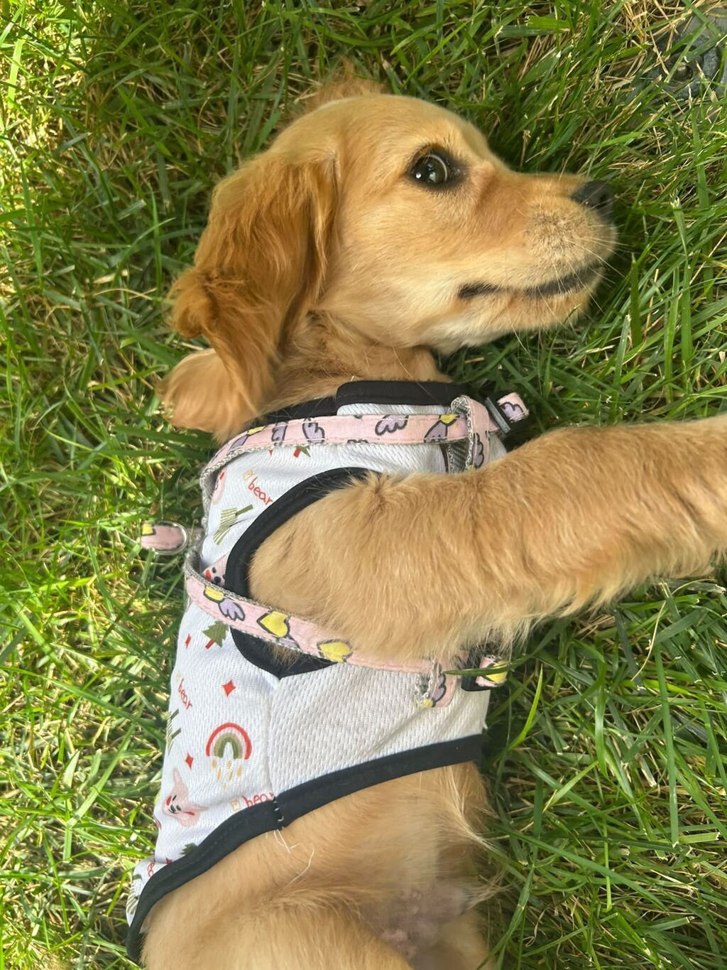 Labrador-retriver, 2 ay, Erkək — Köpəklər, Bakı (4)