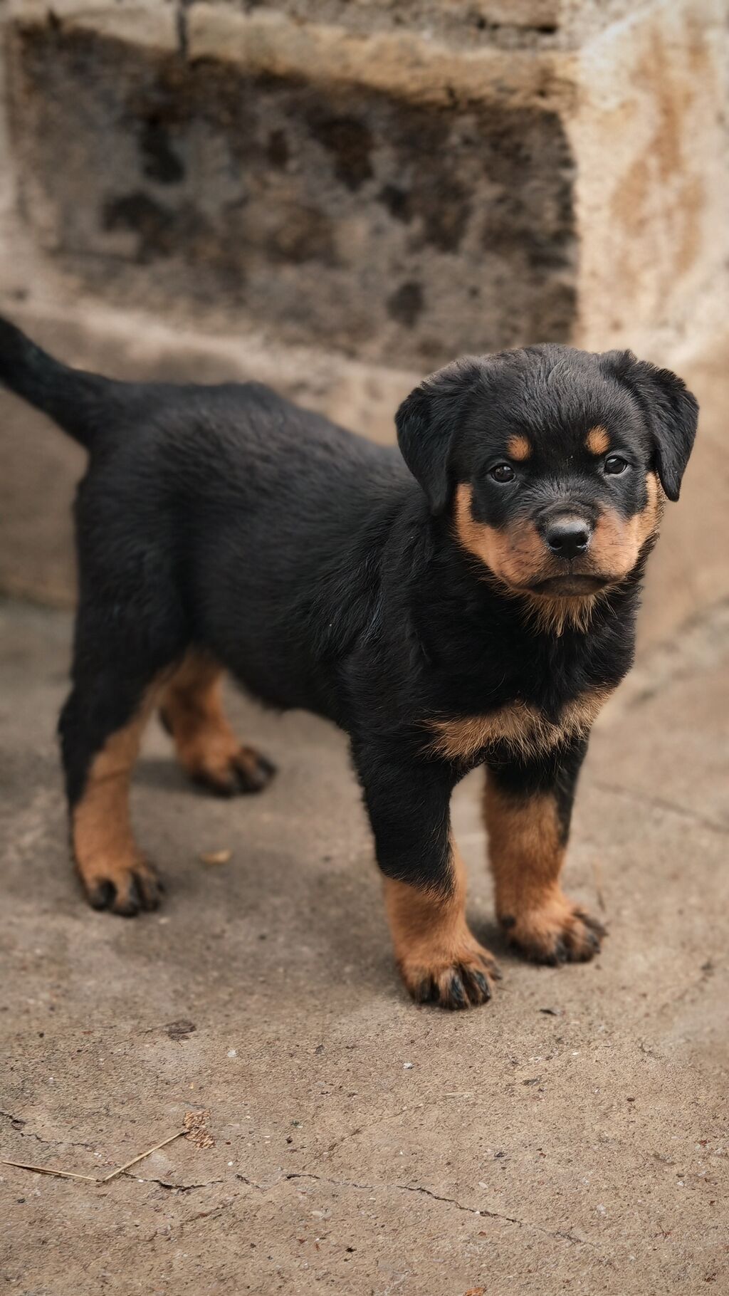 Rotveyler, Peyvəndli — Köpəklər, Bakı (8)