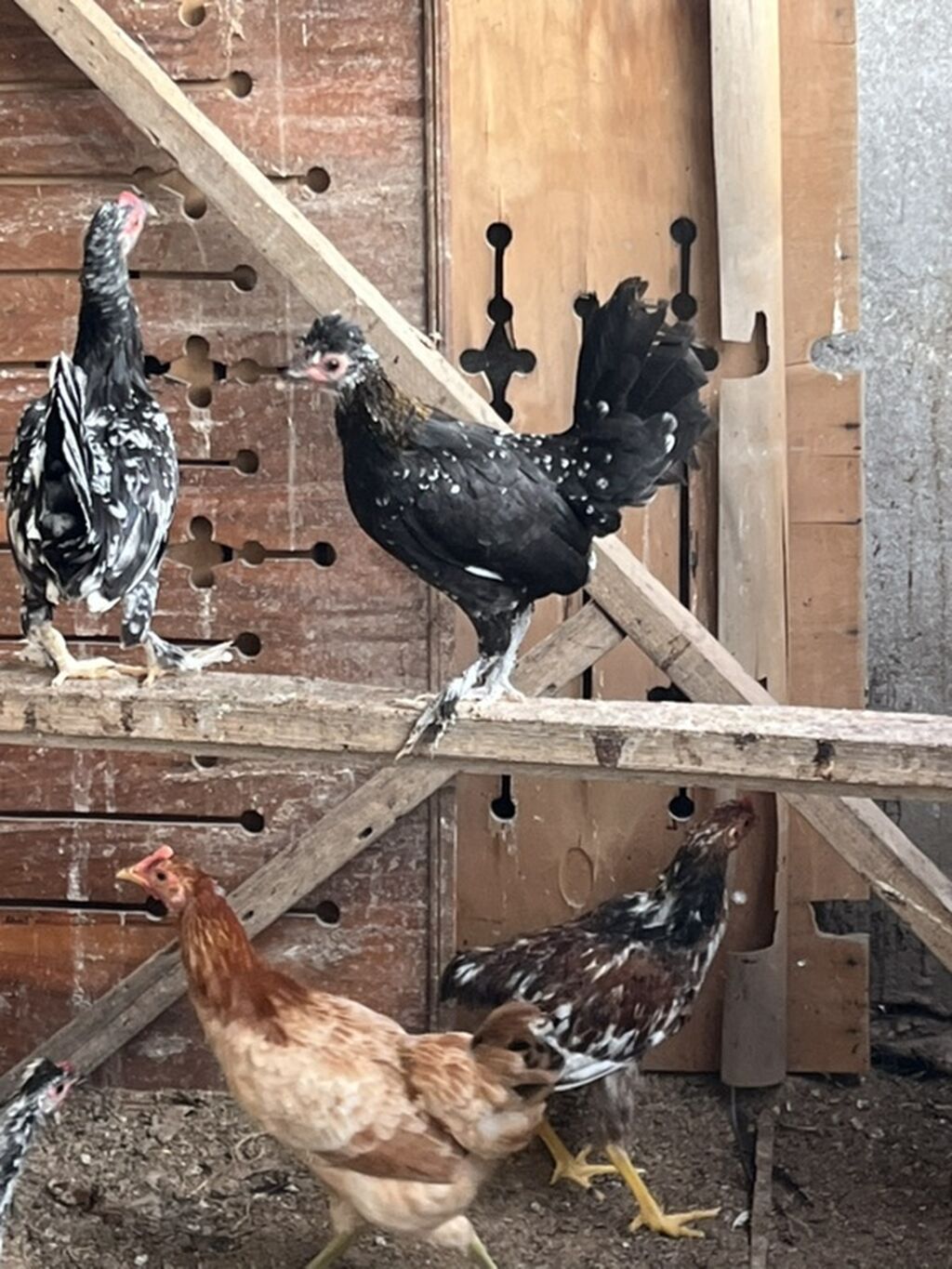 Cürbəcür Rəngdə Yaponkalar Məhsul: Yerli toyuqlar və cücələr Cürbəcür — Toyuq və xoruz, Digah (4)