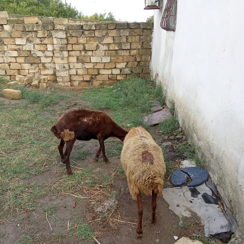 Boğaz qoyunlar cütü 400 manata real alıcıya endirim olacaq 4 qarın — Kənd təsərrüfatı heyvanları, Xırdalan (5)