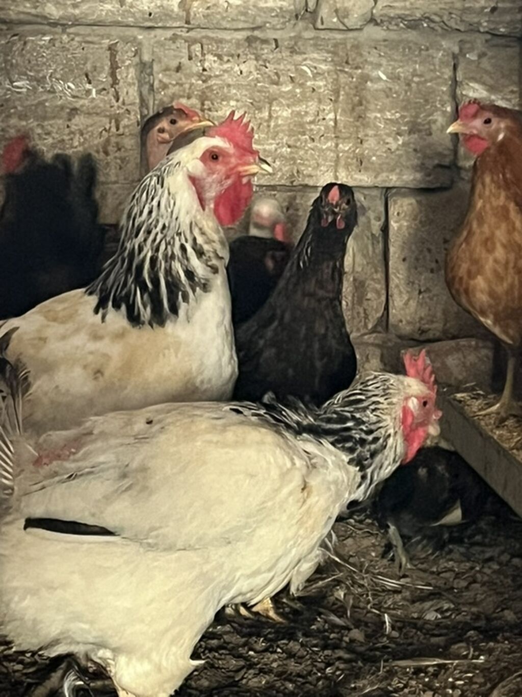 Yaponkalar həyətdə özüm saxlayıram sağlamdırlar — Toyuq və xoruz, Digah (4)