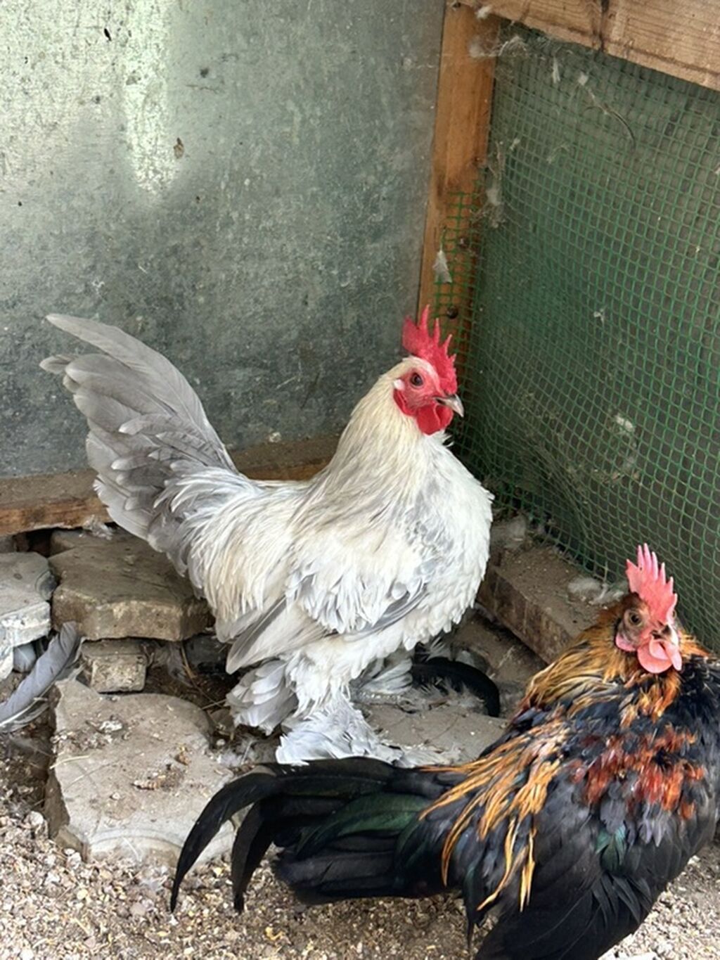 Cüt dekorativ xoruzlar – bantam ölçüdə, nümayiş və damazlıq üçün — Toyuq və xoruz, Masazır (2)