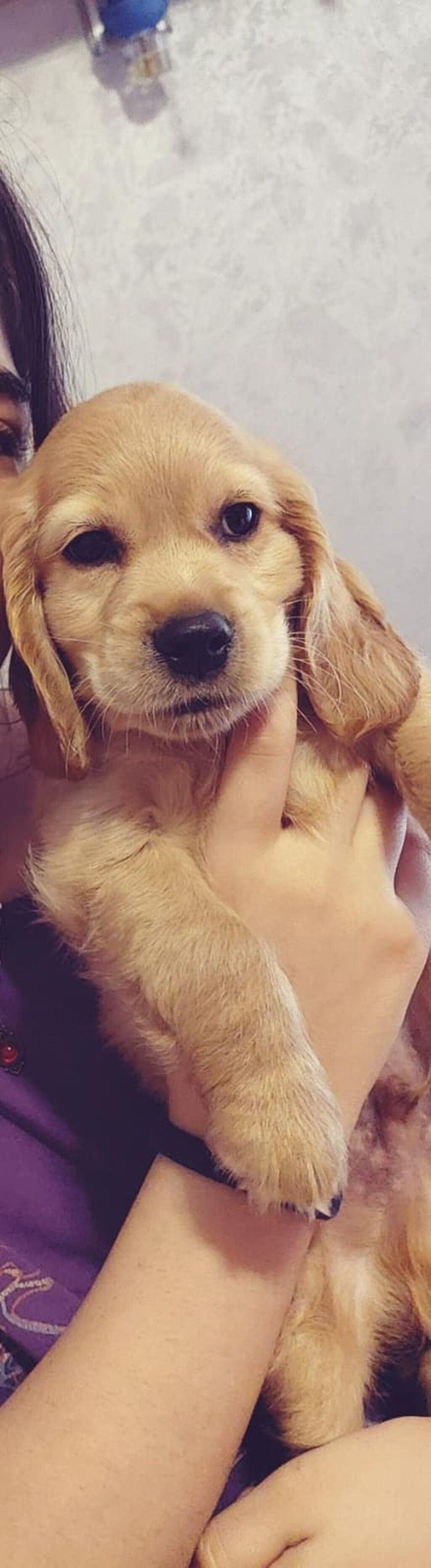 Labrador-retriver, 2 ay, Erkək — Köpəklər, Bakı (6)
