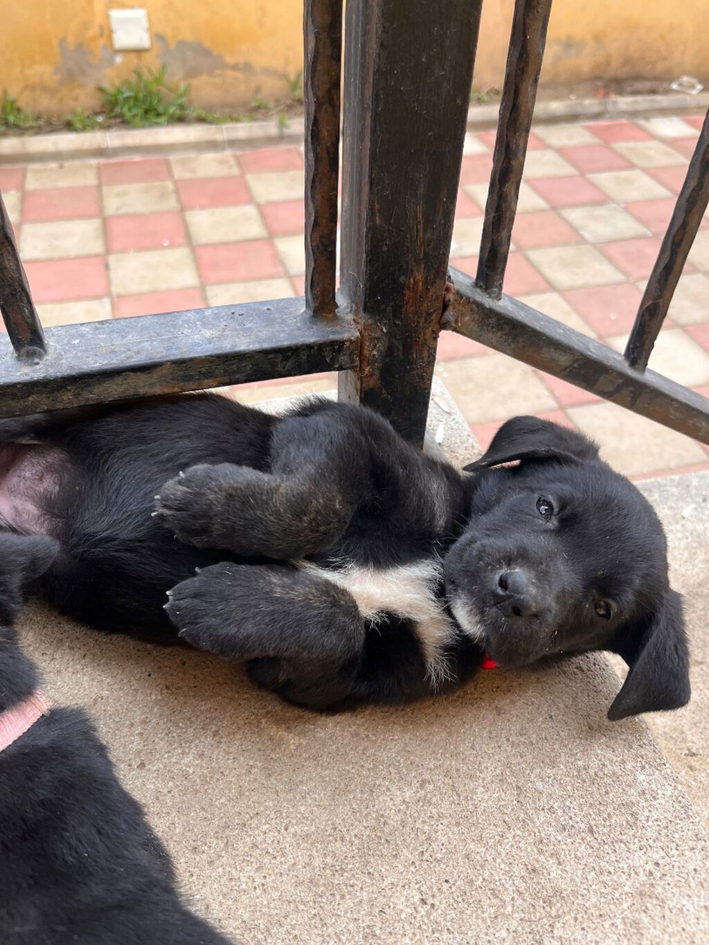 Kone korso balalari satilir.Erkek ve disi her iksinden de — Köpəklər, Bakı (4)