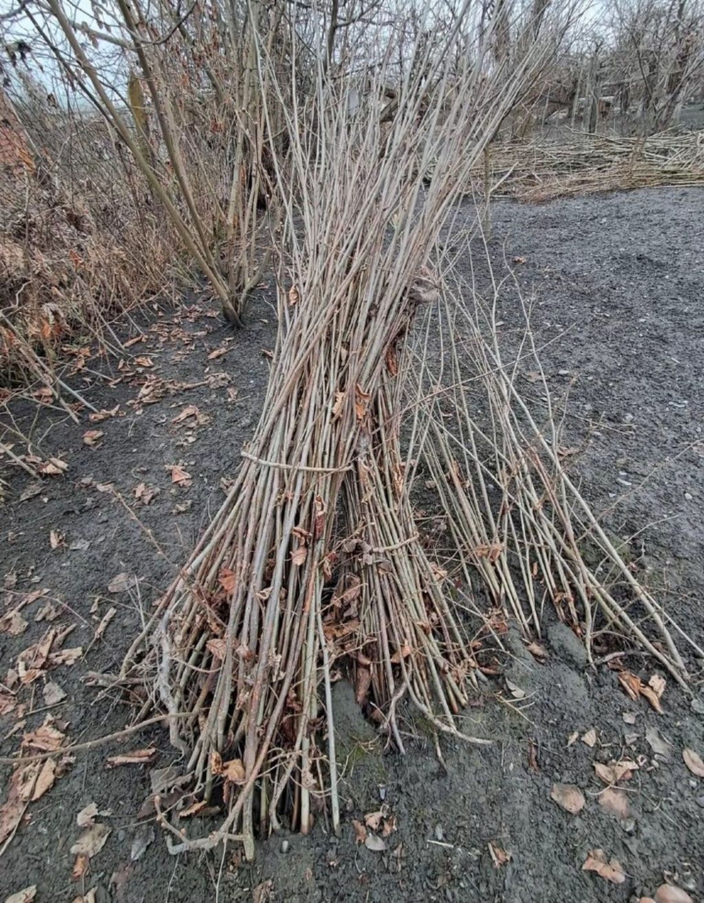 Fındıq tingləri – köklü, açıq köklə - Bitki: Fındıq kolu (Corylus — Ağaclar və fidan, Qax (3)