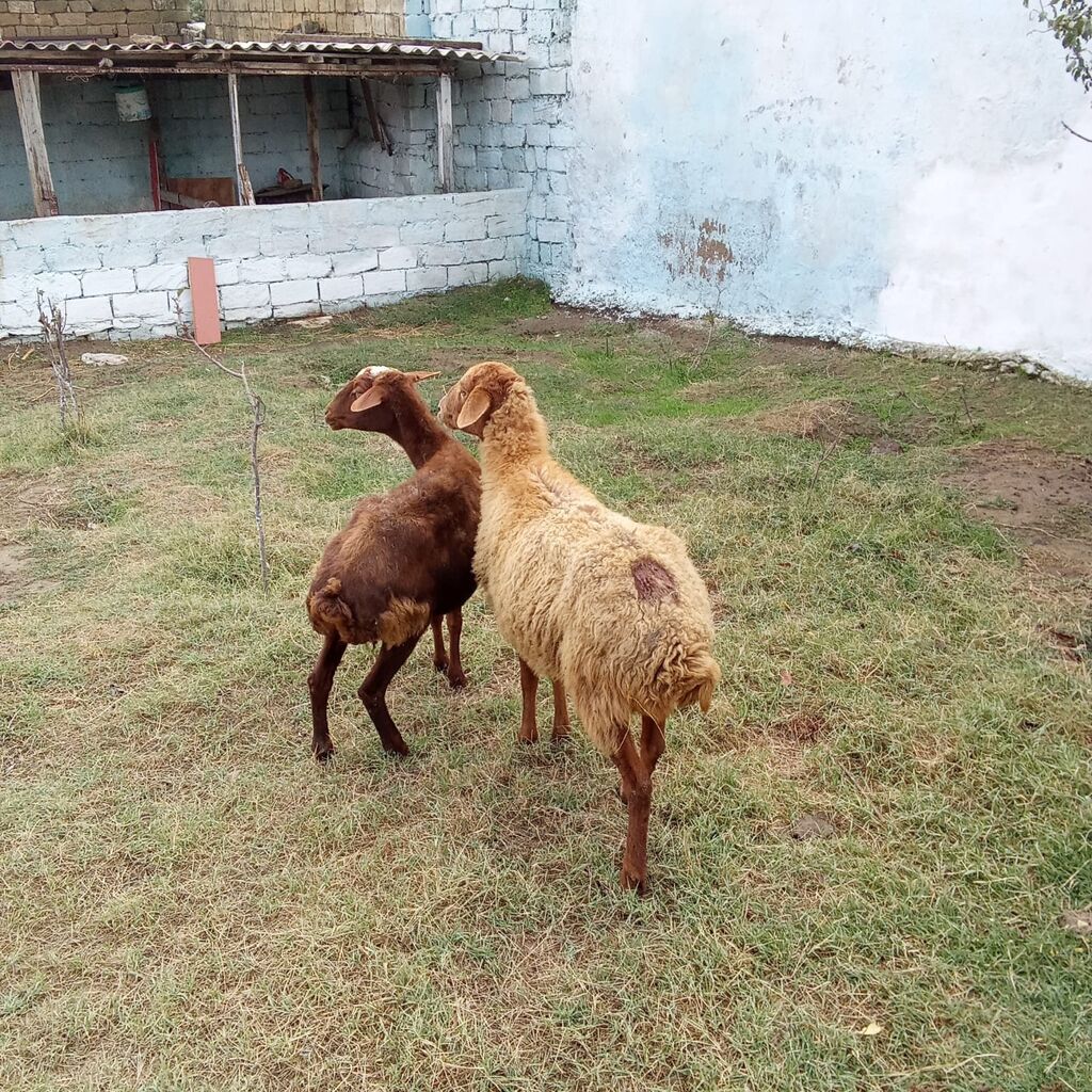 Boğaz qoyunlar cütü 400 manata real alıcıya endirim olacaq 4 qarın — Kənd təsərrüfatı heyvanları, Xırdalan (6)