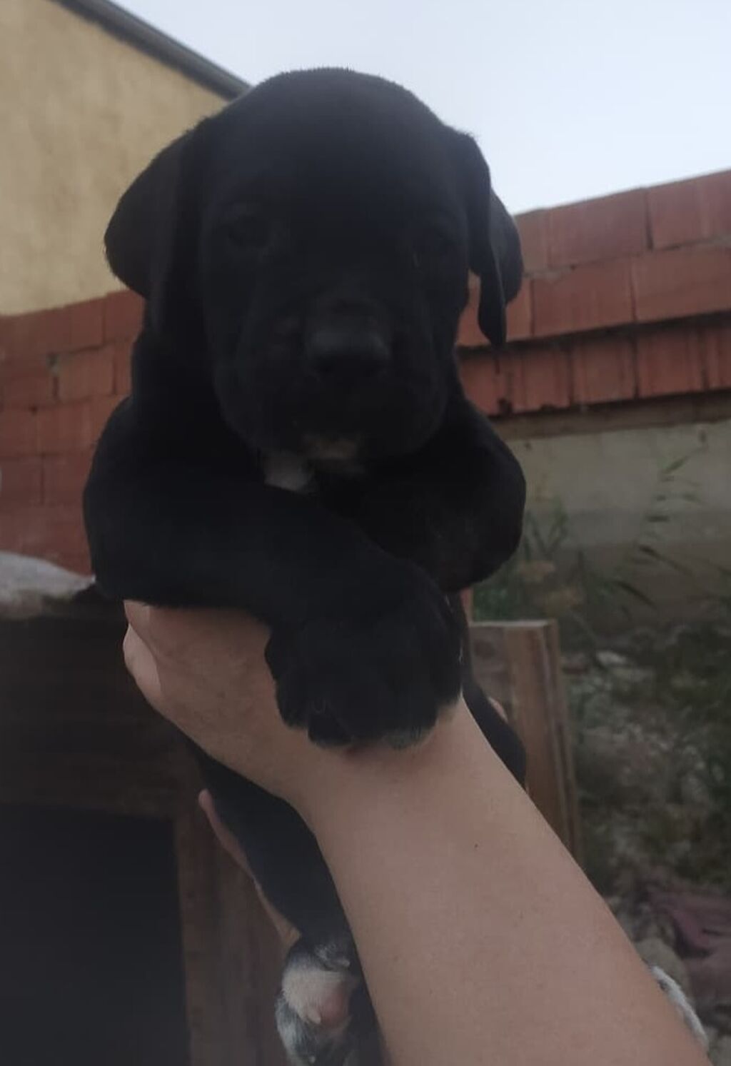 Kane-Korso, 2 ay, Erkək, Ünvandan götürmə — Köpəklər, Mehdiabad (3)