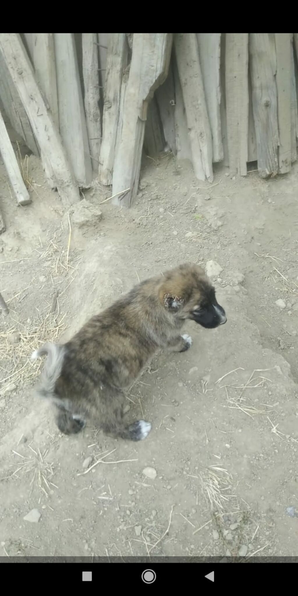 Kanqal, Erkək — Köpəklər, Bakı