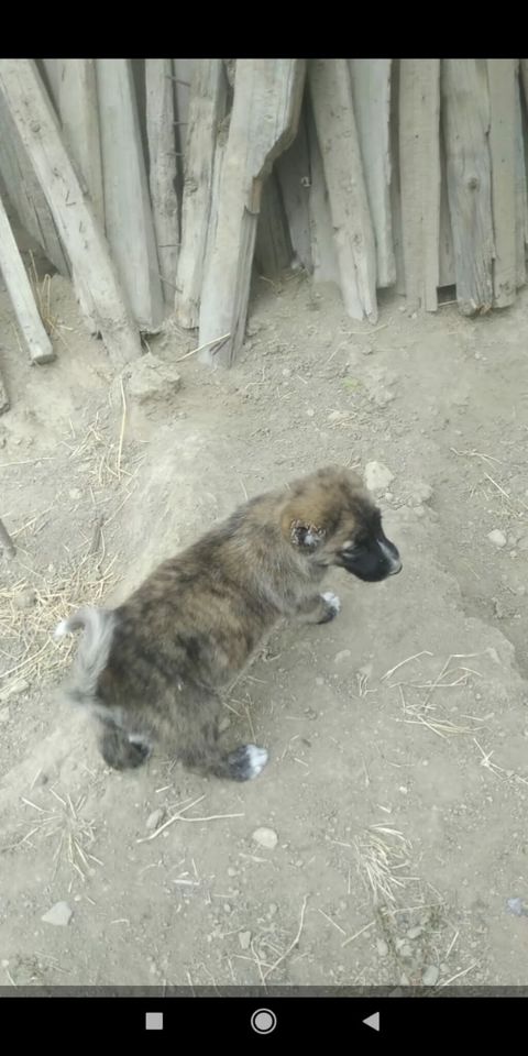 Kanqal, Erkək — Bakı